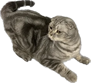 Sticker ШЕНЧИК - 3