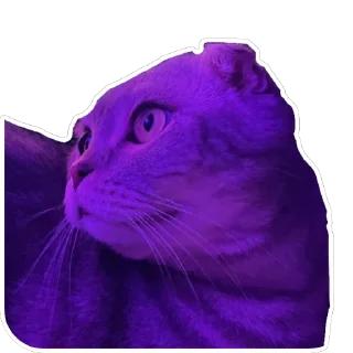 Sticker ШЕНЧИК - 7