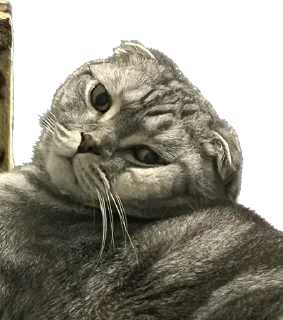 Sticker ШЕНЧИК - 5