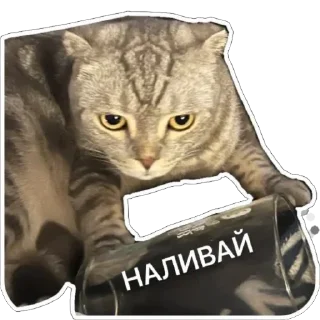 Sticker ШЕНЧИК - 10