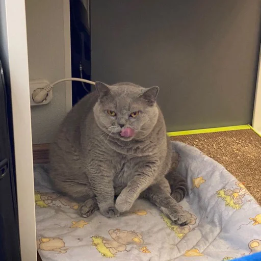 шеба муд - small to medium-sized cats