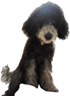 Sticker Шелби🥰 - 6