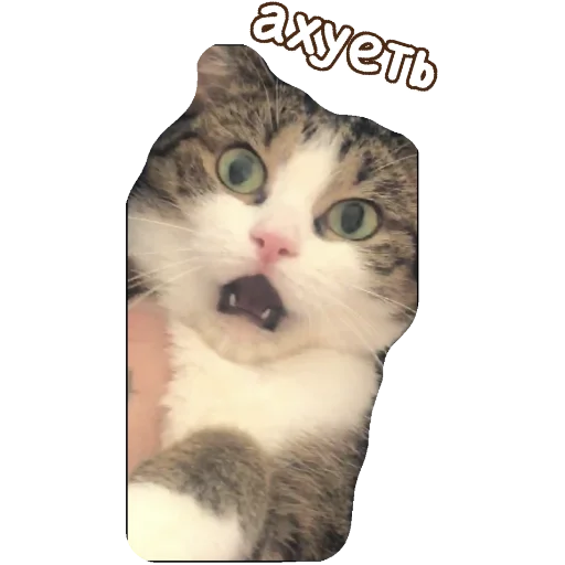 Sticker Абоба - 5