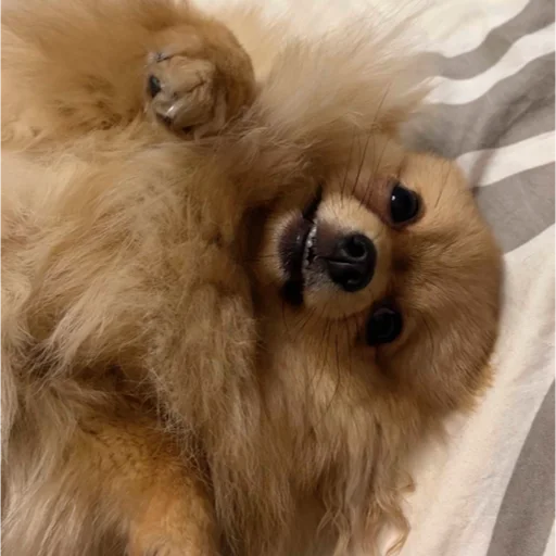 Шерстяные - 