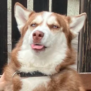 Sticker Шерстяные - 8