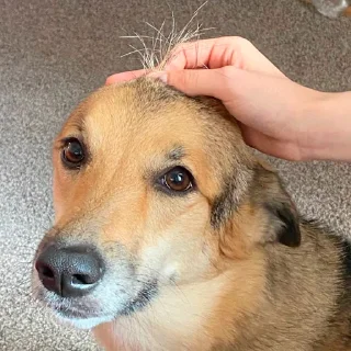 Sticker Шерстяные - 1