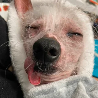 Sticker Шерстяные - 10