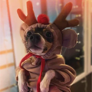 Sticker Шерстяные - 6