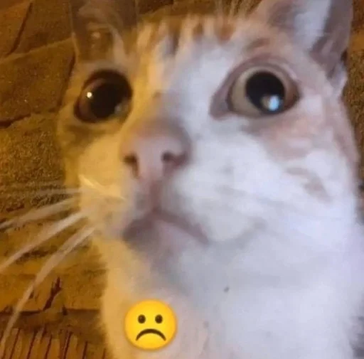 small to medium-sized cats cat domestic cat