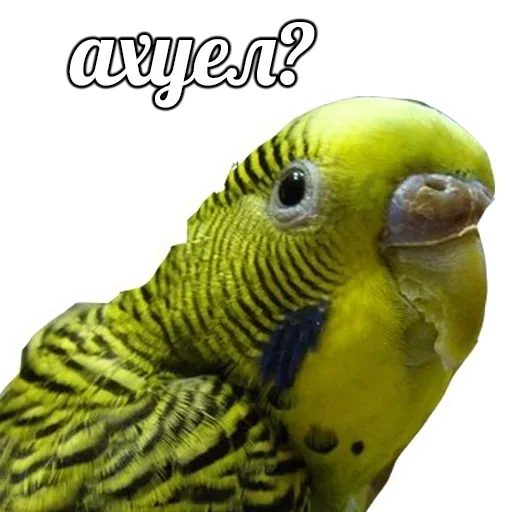 Sticker Shhhpilki1 - 1