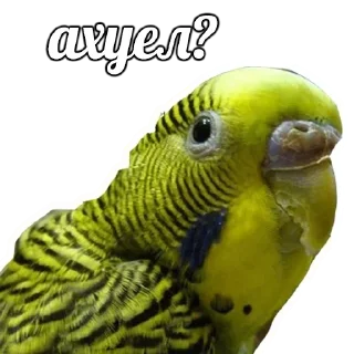 Стикер Shhhhh - 6