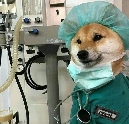 Sticker ShiBa iNU | @M4eHDi - 7