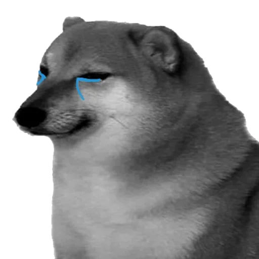 Sticker ShiBa iNU | @M4eHDi - 2