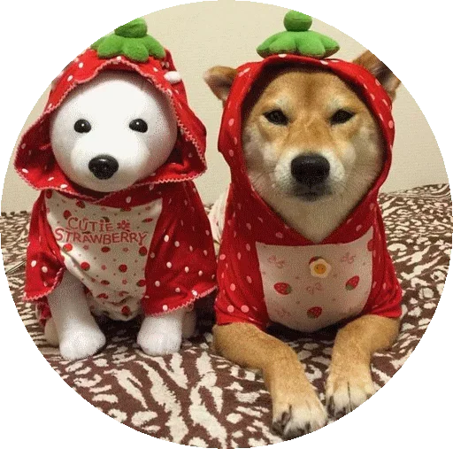 animal pet christmas