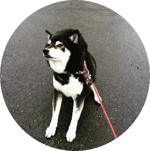 pet dog breed animal