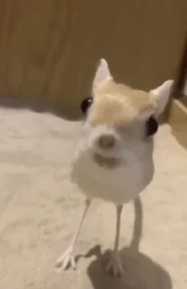 Sticker Всратые Стикеры  - @ShitStikers - 9