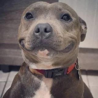 Стикер Shitbvll pack - 1