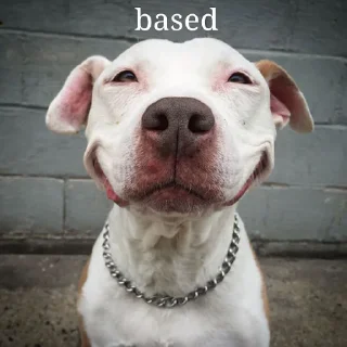 Стикер Shitbvll pack - 4