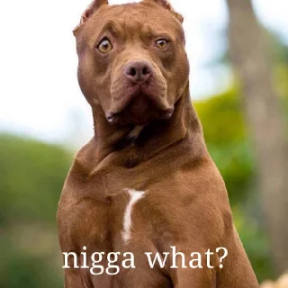 Стикер Shitbvll pack - 5