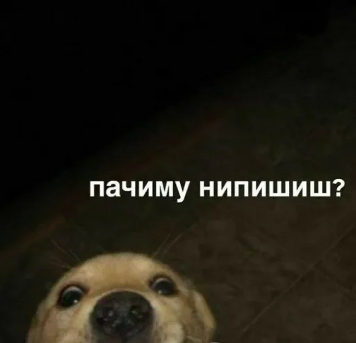 животное млекопитающее собака