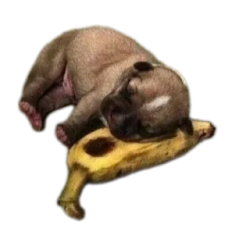 Sticker Фронзак стикерс - 7