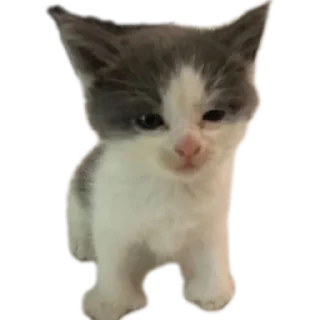 Sticker Фронзак стикерс - 9