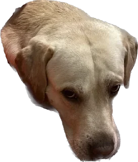 Sticker Shitshaker - 6