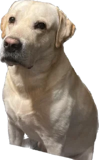 Sticker Shitshaker - 7