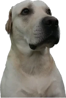 Sticker Shitshaker - 0