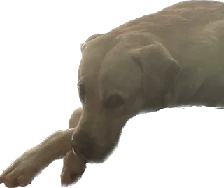 Sticker Shitshaker - 5