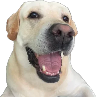 Sticker Shitshaker - 11