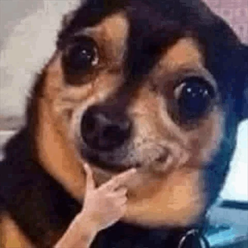 животное млекопитающее порода собак