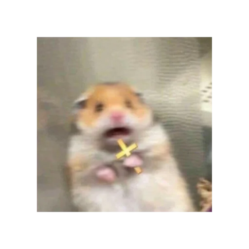 mammal animal hamster