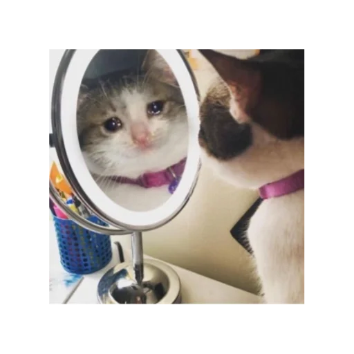 кошки малого и среднего размера тонуть кошачьи