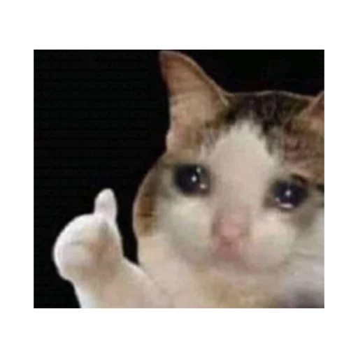 mammal animal domestic cat