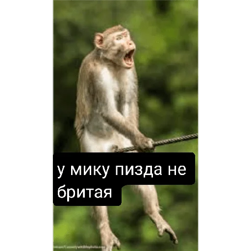 Sticker Мику параша - 1