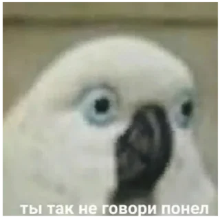 Sticker самый сок - 7