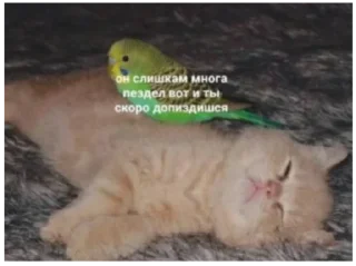 Sticker самый сок - 2