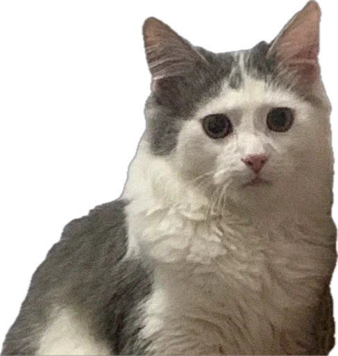 Sticker ShockyStyle_by_MoiStikiBot - 1