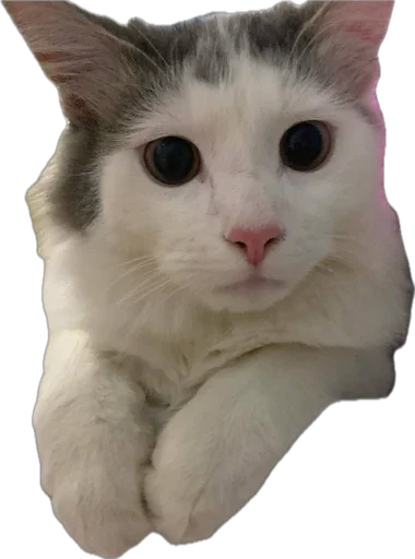 Sticker ShockyStyle_by_MoiStikiBot - 1