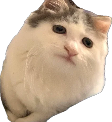 Стикер ShockyStyle_by_MoiStikiBot - 1