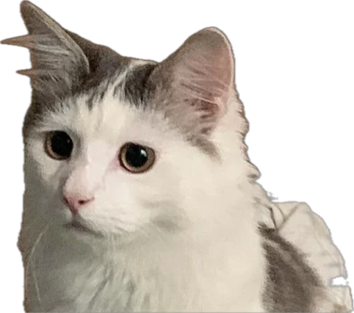 Стикер ShockyStyle_by_MoiStikiBot - 1