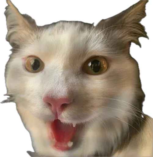 Стикер ShockyStyle_by_MoiStikiBot - 1