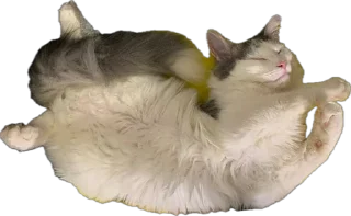 Sticker ShockyStyle @MoiStikiBot - 10