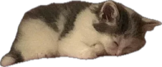 Sticker ShockyStyle @MoiStikiBot - 9