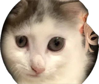 Sticker ShockyStyle @MoiStikiBot - 7