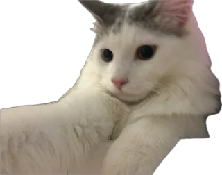 Sticker ShockyStyle @MoiStikiBot - 3