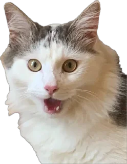 Sticker ShockyStyle @MoiStikiBot - 2