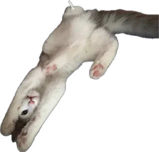 Sticker ShockyStyle @MoiStikiBot - 6