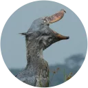 Sticker Shoebill - 0